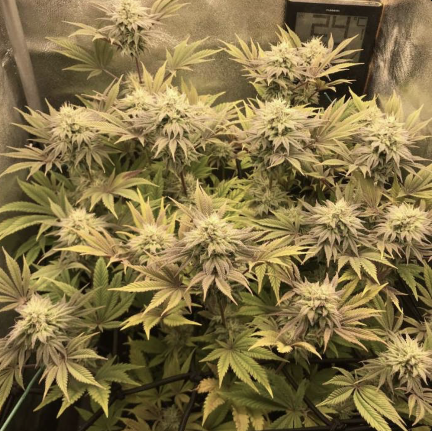 Varietà ibrida di cannabis Gorila ad alto THC con potenza intensa